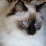 Holly - portrait - 14 mois - Chatterie Ragdolls du Val de Beauvoir